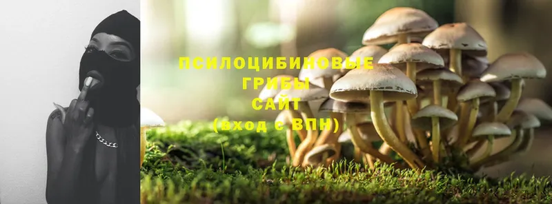 Галлюциногенные грибы GOLDEN TEACHER Дмитровск